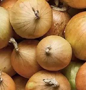 cebula