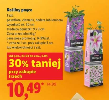 rośliny pnące